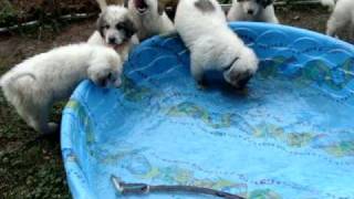 Great Pyrenees puppies in swimming pool [upl. by Zara]