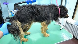 Grooming A Dog With A Matted Tail [upl. by Arahsit249]