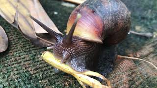 A snail eating [upl. by Mcnamee]