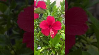 Hibiscus flower plant hbiscuscareplantsterracegardeng plants hibiscus ytshorts short status [upl. by Ateikan]