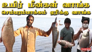 Lake Fish Catching Tamil  Lake Fish Market  Sembarambakkam Lake Fish  Sembarambakkam Fish Market [upl. by Grof]