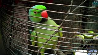 TIA PAKHI  RINGNECK PARROT TALKING  MITHU INDIA [upl. by Gerard]