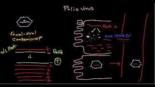 Polio virus life cycle [upl. by Raymund869]