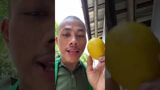 Niagara fruti sekali lagi niagara fruit 👆😙👆 niagarafruit [upl. by Hardwick]