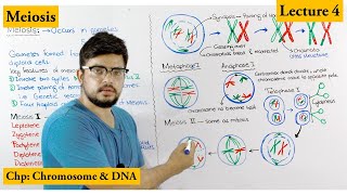 Meiosis  Stages of Meiosis  Cell cycle  Lecture 4 [upl. by Hajidahk]