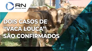 Ministério da Agricultura confirma dois casos de vaca louca [upl. by Melburn]