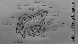 How to Draw Frog l Labelled Diagram of Frog Rana Tigrina l Science Biology Diagrams l ES art amp craft [upl. by Earised]