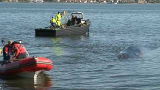 Finhvalen i Vejle Fjord 1 Del [upl. by Annehsat]