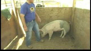 Showing FFA Pigs for Auction  Pig Show Confirmation Judging [upl. by Richardson]