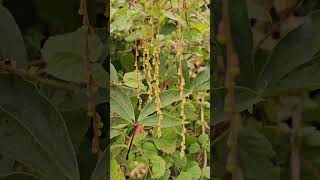 Flowers of Dioscorea pentaphylla [upl. by Nnaeirrac718]