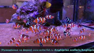 Amphiprion ocellarisAmphiprion percula Black Bred [upl. by Hyacinthe92]