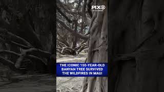 Iconic 150yearold banyan tree survived the wildfires in Maui shorts [upl. by Aruon]