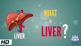 What is Liver Anatomy Parts and Function [upl. by Munster]