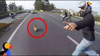 Bikers Stop Traffic To Save Dog On Highway  The Dodo [upl. by Coombs]