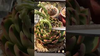 Revolutionary Cut Flower Hack to SAVE Your SUCCULENTS [upl. by Rubina607]