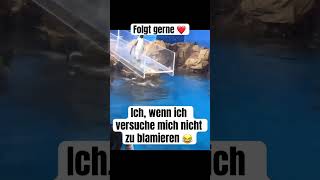 Der lustigste Pinguin aller Zeiten 😂 viralvideo viralshorts funny [upl. by Sirac767]