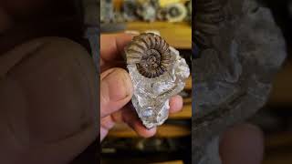 Androgynoceras capricornus ammonite fossil from the Yorkshire jurassic coast shorts [upl. by Lamrert]