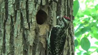 Yellowbellied Sapsucker Nest [upl. by Lovering]