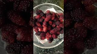 Benefits of mulberry fruits ytshorts [upl. by Ynahpets]