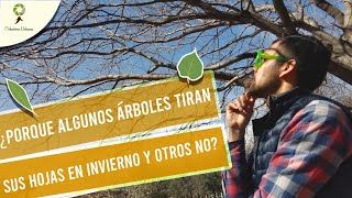 Porque algunos árboles tiran sus hojas en invierno y otros no [upl. by Gigi]