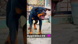 aggressive rottweiler dog barking dog doglover rottweiler doberman aggressive huskydoglovers [upl. by Wanyen]