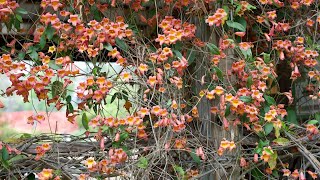 Crossvine Bignonia capreolata  Plant Identification [upl. by Panthia]