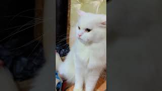 Cococrystalrajpalyadavcomedyvideoohnocutecatshortspersiancat [upl. by Beedon164]