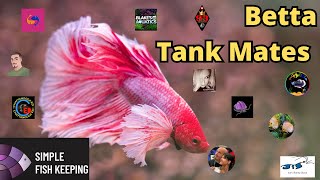 10 Gallon Aquarium Tank Mates ULTIMATE Guide for Betta Fish [upl. by Simonne]