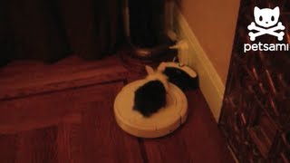 Bunny rides irobot vacuum cleaner [upl. by Nadaha]