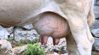 cows udder [upl. by Ingar]