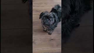 AFFENPINSCHER 101 UNDER 60 SECONDS [upl. by Dnalhsa]