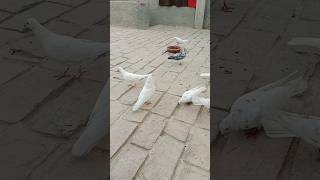 Sigma pigeon 😱 shortsfeed kabootar pigeon birds pet animals shorts [upl. by Niddala141]