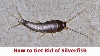 Silverfish How To Get Rid of Them amp Prevent an Infestation 3 Easy Step  The Guardians Choice [upl. by Naejarual]