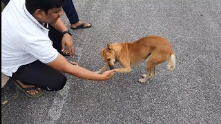 Chiropractic on street dog by DrRajneesh kant [upl. by Eelreveb]