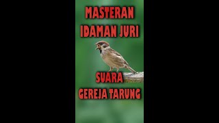 DOWNLOAD SUARA BURUNG GEREJA TERUNG JERNIH [upl. by Pasquale813]