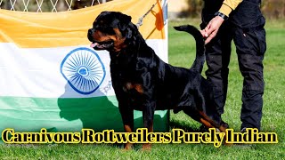 Best Rottweiler Kennel In INDIA  Carnivous Rottweilers Purely Indian [upl. by Rufina]