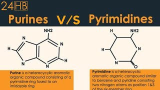 The Difference Between Purines And Pyrimidines  24HB [upl. by Leizar]