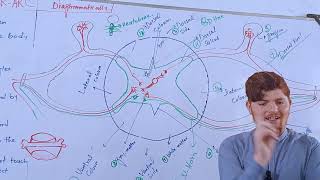 Reflex action and Reflex arc [upl. by Reece]