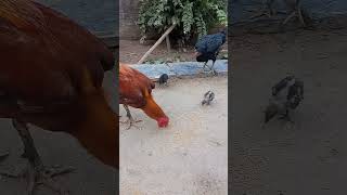 Pingala and rasangi trending viralvideo organichens henfarm food 🐔🐔🐔🐤🐤🐤 [upl. by Anolla778]