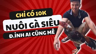 Ai nghỉ mình nuôi gà dỡ thì phải xem cách nuôi chỉ tốn 10k mỗi ngày này [upl. by Yragerg517]