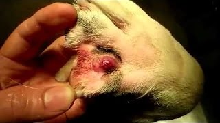 Removal Maggots In Animals Dogs Cats Very Dangerous Parasites mangoworms Part 4 [upl. by Miki515]