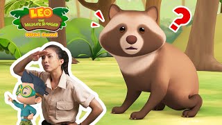 A SHAPESHIFTING ANIMAL 🦝  Tanuki  Leo the Wildlife Ranger  compilation [upl. by Nivram]