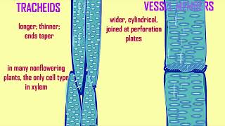 tracheids [upl. by Iruj483]