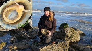 How to find free food on a beach limpets [upl. by Nwahc]