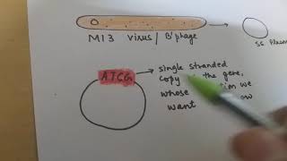 Site directed mutagenesis [upl. by Aklam]