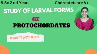 Study Of larval forms of Protochordates BSc 2nd YearTornaria levaTadpole larvaprotochordates [upl. by Disario]