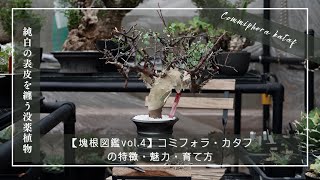 【塊根図鑑vol 4】Commiphora kataf（コミフォラ・カタフ）の特徴・魅力・育て方 [upl. by Thanos598]