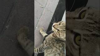 cat funny vlog short cat [upl. by Novled496]