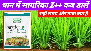 धान में सागरिका Z कब डालें  Dhan me sagarika Z kab dale  Iffco sagarika z  Growth promoter [upl. by Uba]