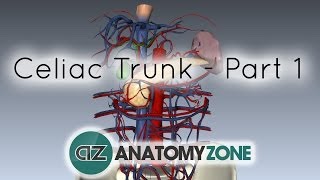 Celiac ArteryTrunk  Part 1  Anatomy Tutorial [upl. by Virg]